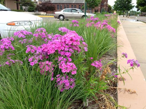 Phlox pilosa with native warm season grasses in a Hellstrip garden! Hellstrip Garden, Phlox Pilosa, Butterfly Milkweed, Phlox Plant, Blazing Star, Purple Coneflower, July Colors, Attract Hummingbirds, Short Plants