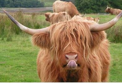 Highland Cow licking it's nose Highland Cow Face, Horse Adventure, Highland Cow Painting, Cow Photography, Highland Cow Art, Mini Cows, Scottish Highland Cow, Happy Cow, Fluffy Cows