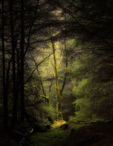 Iphone Theme Ideas, Iphone Theme, Forest Path, Ancient Forest, Beautiful Forest, Forest Photography, Walk In The Woods, Tree Forest, Magical Forest