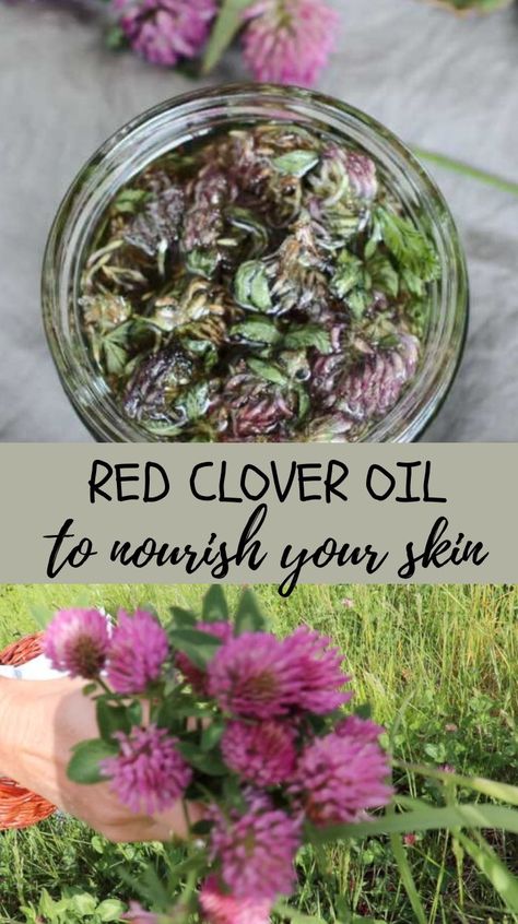 Clover Recipes, Red Clover Recipes, Red Clover Salve Benefits, Red Clover, Red Clover Uses, Crimson Clover Benefits, Red Clover Soap Recipe, Crimson Clover Uses, Red Clover Magical Properties