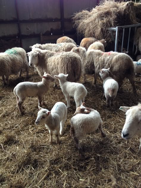 After lunch, down to the lambing shed Sheep On Farm, Lambing Season, Animal Farms, Sheep Barn, Lamb Farm, Sheep Pen, Sheep Ranch, Runner Ducks, Livestock Farming