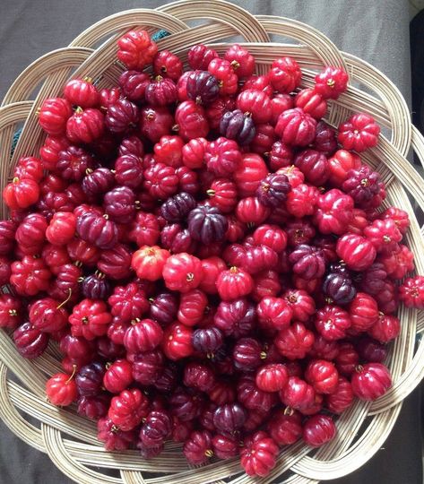 BRAZILIAN CHERRY A rare fruit that we have available for sale at our garden center - These delicious, tart fruits are native to South America and are packed with nutrients and antioxidants. They have a bright red skin and a juicy, citrus-like flavor that is perfect for making jams, jellies, and pies. Plus, they're super easy to grow from seedlings, so why not give them a try in your own backyard? We have a limited supply of Brazilian cherry seedlings available, so come by our garden center an... Brazilian Cherry, Garden Center, Bright Red, South America, Super Easy, To Grow, Tart, Jam, Cherry