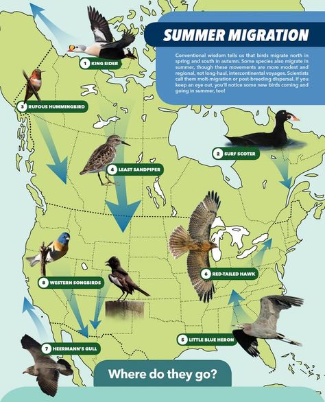 Migration map Bird Migration Map, Migrating Birds, Bird Migration, Migratory Birds, Weather Patterns, Long Haul, Small Birds, Printable Worksheets, In Summer