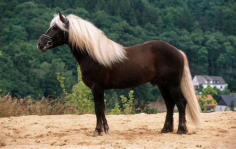 Beautiful Horse Breeds, Chocolate Palomino, Draft Horse Breeds, Rare Horse Breeds, Akhal Teke Horses, Rare Horses, Horse Drawn Wagon, Palomino Horse, Clydesdale Horses