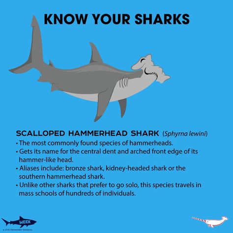 Know Your Scalloped Hammerhead Shark Scalloped Hammerhead, Scalloped Hammerhead Shark, Great Hammerhead Shark, Hammerhead Shark Anatomy, Know Your Sharks, Hammerhead Shark Facts, Fun Facts About Sharks, Oceanography Marine Biology, Types Of Sharks