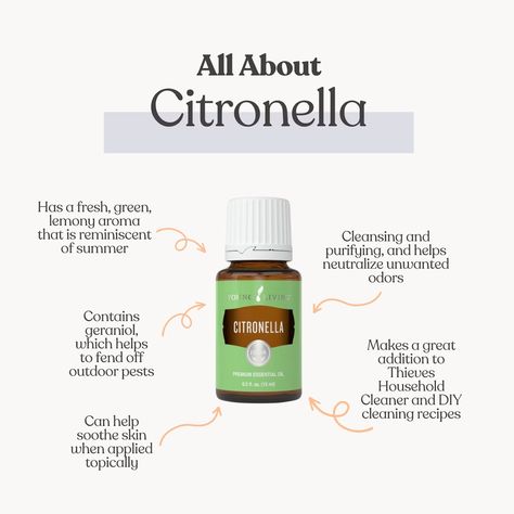 Citronella Spotlight Make Your House Smell Good, Love Essential Oils, Thieves Household Cleaner, Diy Cleaning Products Recipes, House Smell Good, Citronella Oil, Cute Date Ideas, Household Cleaner, Health Habits