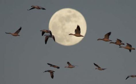 Wild geese that fly with the moon on their wings. Geese Photography, Goose Drawing, Geese Flying, Snow Geese, Wild Geese, October Sky, Snow Goose, Canadian Goose, Bird Migration