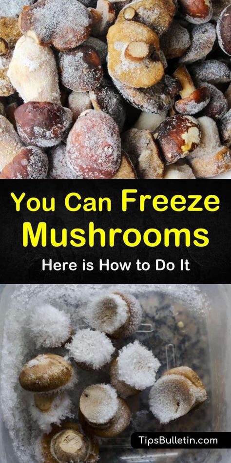 Can I Freeze Mushrooms, Freeze Mushrooms How To, Can You Freeze Fresh Mushrooms, How To Freeze Fresh Mushrooms, Frozen Mushrooms Recipes, How To Freeze Mushrooms, Fungi Identification, Canning Mushrooms, Can You Freeze Mushrooms