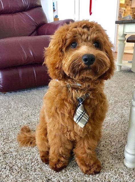 Golden Doodle Puppy, Mini Golden Doodle, Goldendoodle Grooming, Mini Goldendoodle Puppies, Golden Doodles, Puppy Grooming, Cockapoo Dog, Cavapoo Puppies, Labradoodle Puppy