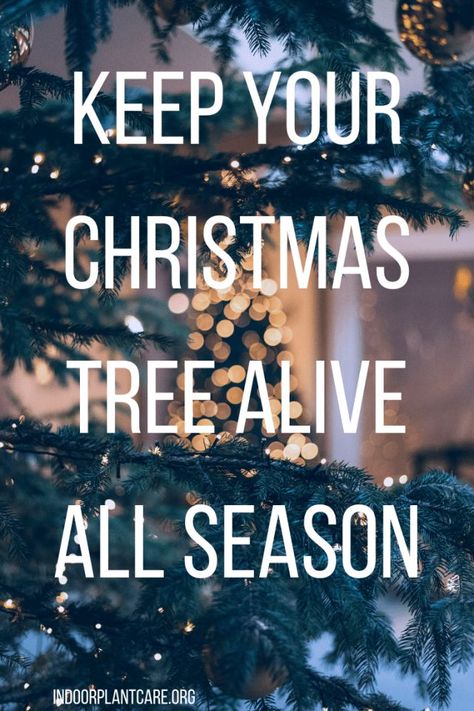 Keep your Christmas tree alive all season long with these incredibly easy live Christmas tree care tips. These will help you all season long! Live Christmas Tree Care, Decorating A Live Christmas Tree, Christmas Tree Care, Live Christmas Trees, Winter Plants, Indoor Plant Care, Fun Christmas Decorations, Garden Christmas, Tree Seeds