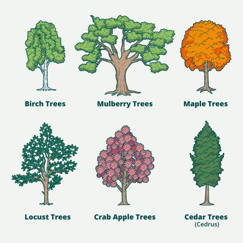 Free Vector | Hand drawn type of trees collection Types Of Trees Drawing, Type Of Trees, Tree Drawing For Kids, Drawing Flames, Outdoor Trees, Hand Drawn Type, Water Cycle, Tree Illustration, Tree Drawing