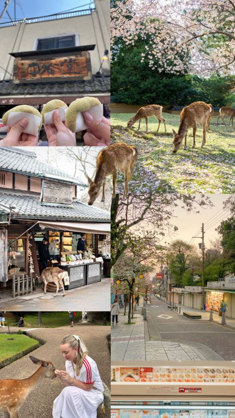 Nara Japan deer Nara Japan, Japan Aesthetic, Osaka Japan, Nara, Japan Travel, Osaka, Beautiful World, Travel Dreams, Photography Poses