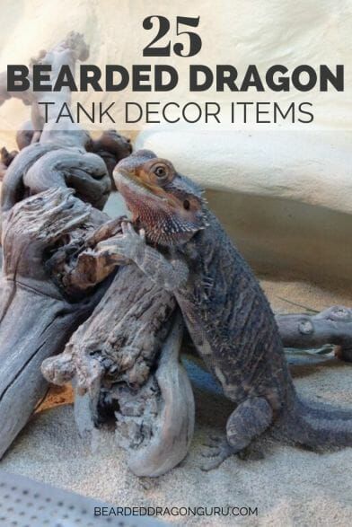 Bearded Dragon Wings, Bearded Dragon Tank Decor, Fancy Bearded Dragon, Bearded Dragon Setup, Bearded Dragon Toys, Diy Bearded Dragon Enclosure, Bearded Dragon Hammock, Bearded Dragon Colors, Bearded Dragon Vivarium