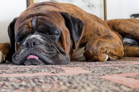 How To Stop Stinky Dog Farts - PetGuide Magnesium Phosphate, Nux Vomica, Pet Friendly Carpet, Dog Farts, Exercise Regimen, Smelly Dog, Stinky Dog, Dog Remedies, Daily Walks