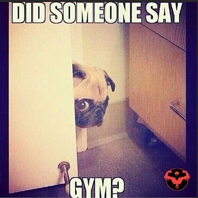 #fitness #motivation #workout #gym #bodybuilding #muscle #gymmeme #muscle #gymmeme Pug Humor, Bjj Humor, Fat Pug, Pug Meme, Bjj Memes, Jiu Jitsu Memes, Diet Funny, Gym Humour, Gym Memes Funny