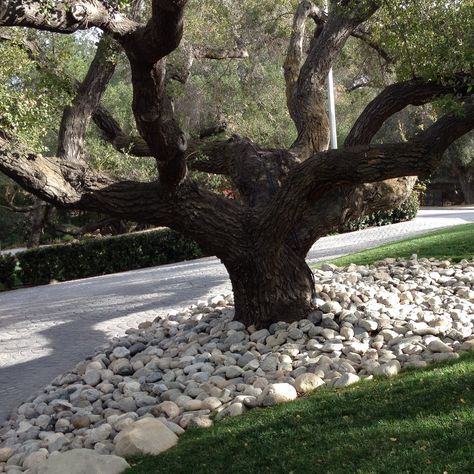 Love the river rocks under the California live oak,  good for the tree and so simply sets off the form of the tree Rock Bed Around Tree, Rocks Under Trees, Rocks Around Tree, Garden Edging Ideas Cheap, V Core, Ideas Around Trees, Southern California Garden, Xeriscape Front Yard, Hardscape Ideas