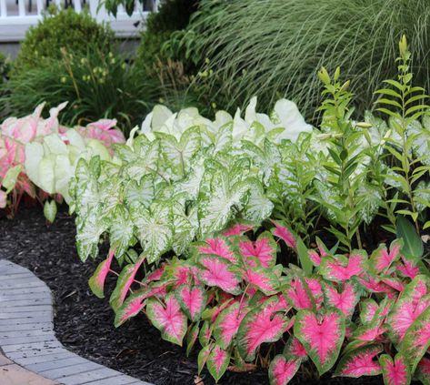 Caladium Garden, Easy Garden Ideas Landscaping, Farm Landscaping, Low Maintenance Landscaping Front Yard, Yard Plants, Longfield Gardens, Easy Landscaping, Front Landscaping, Low Maintenance Landscaping