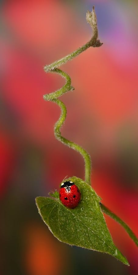 Nature's beauty in red Bean Stalk, Helter Skelter, Lady Beetle, Bokeh Photography, A Ladybug, A Bug's Life, Lady Bugs, Beautiful Bugs, Lady Bird