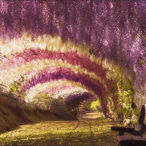 Unbelievable places on Earth that actually exist - Hostelworld Tokyo In April, Japan In April, Marieta Islands, Wisteria Tunnel, Japan April, Wisteria Garden, 2025 Goals, Japanese Holidays, Spring In Japan