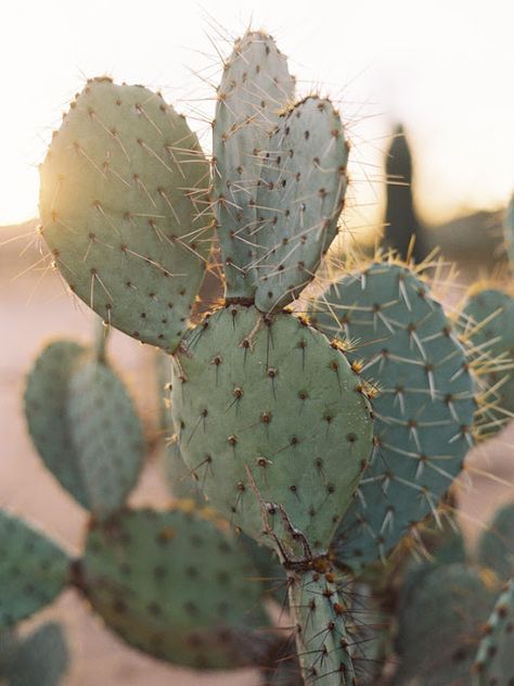 Vanessa Jackman: Weekend Life Vanessa Jackman, Desert Vibes, Green Cactus, Desert Cactus, Cactus Plant, Saguaro Cactus, Prickly Pear, Cactus Flower, Cactus And Succulents