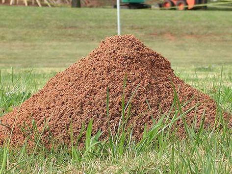 How To Get Rid Of Fire Ants And Red Ants | Do-It-Yourself Pest Control Kill Fire Ants, Watering Lawn, Ant Bites, Fire Ant, Ant Problem, Ant Infestation, Ant Hill, Mosquito Zapper, Red Ant