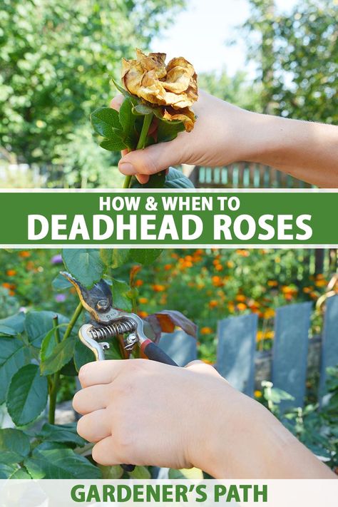 How To Deadhead Roses, Roses Garden Care, Prune Roses, Rose Bush Care, Rose Pruning, Deadheading Roses, Rose Plant Care, Rose Fertilizer, Pruning Roses