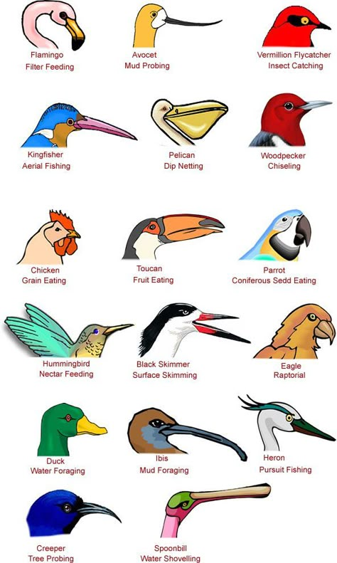 You can tell what a bird's behaviour is like from observing its beak. Bird beaks are toothless but very strong and they do have tongues. Some birds have Bird Beaks Activity, Birds For Kids, Bird Facts, Bird Beaks, Animal Adaptations, Bird Identification, Different Birds, Animal Science, Bird Crafts