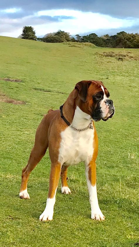 Ike paused on a favourite cliff vantage point after a bout of mad running and hopelessly chasing wild rabbits! Wild Rabbits, Boxers Dogs, American Boxer, Expensive Dogs, Cesar Millan, Boxer (dog), Puppy Kisses, Boxer Puppy, Boxer Love