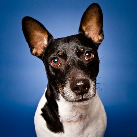 Mexican Hairless Dog, Rat Terrier Dogs, Lakeland Terrier, Hairless Dog, Cheeky Monkey, Norfolk Terrier, Norwich Terrier, Irish Terrier, Rat Terrier