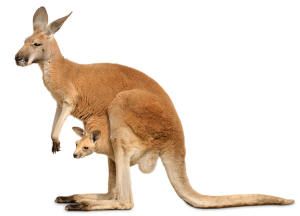 Kangaroos for kids Herbivorous Animals, Kangaroo Baby, Red Kangaroo, Animal Flashcards, Wild Animals Pictures, Flashcards For Kids, Animal Art Prints, Preschool Ideas, Learning Games