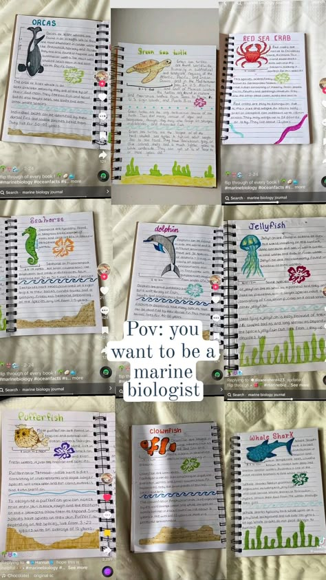 Marine Biology Projects, Marine Biologist Drawing, Marian Biology Aesthetic, Biology Journal Ideas, Marine Biology Room Aesthetic, Day In The Life Of A Marine Biologist, Marine Biology Sharks, Studying Marine Biology, Marine Biology Room Decor