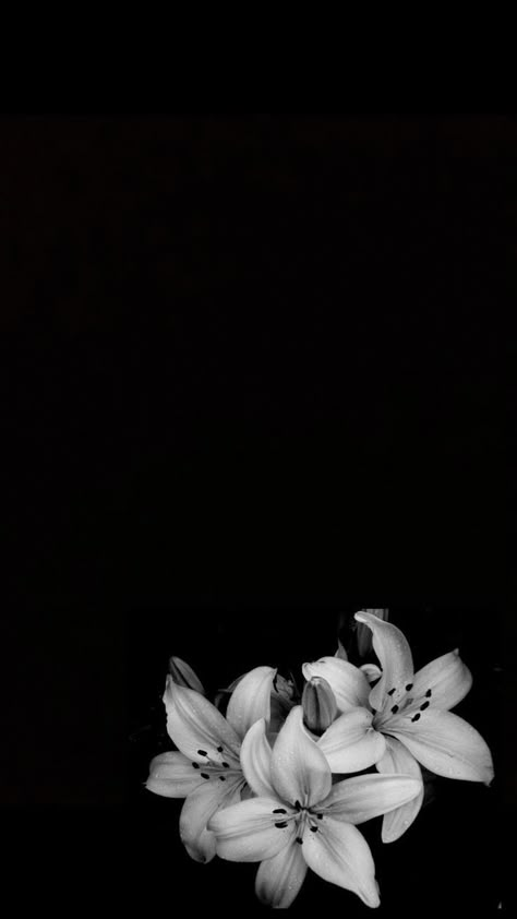 Dark Flowers Wallpaper, Pretty Wallpapers Tumblr, Black Background Wallpaper, Black Phone Wallpaper, Dark Flowers, Dark Phone Wallpapers, Black And White Flowers, Edgy Wallpaper, Dark Wallpaper Iphone