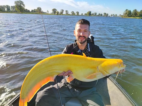 Martin Glatz boated the rare catch at a lake in the Netherlands. He says it fought like a large pike Wels Catfish, Rare Fish, Yellow Fish, Cool Fish, Interesting Animals, Killer Whales, Freshwater Fish, Fishing Trip, Catfish