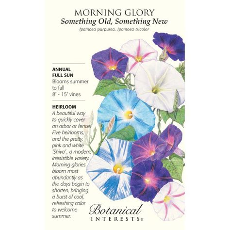 Botanical Interests seed packet https://thegardendiaries.wordpress.com/2015/02/27/art-of-the-seed/ Full Sun Annuals, Morning Glory Seeds, Fast Growing Vines, Blue Morning Glory, Garden Vines, Morning Glories, Something Old Something New, Plant Delivery, Flower Meanings