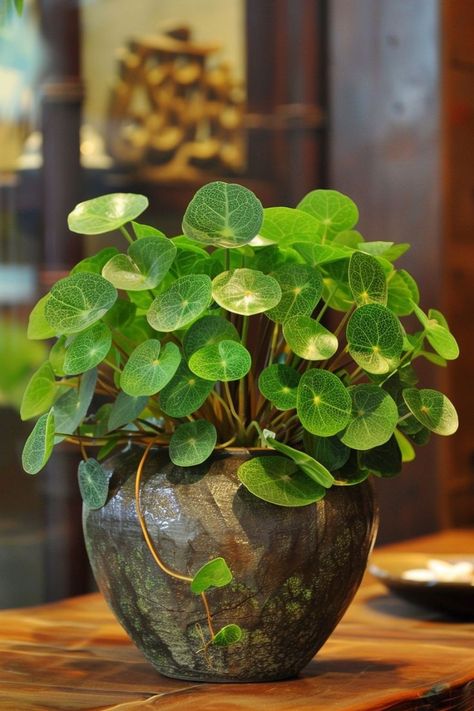 Does Pilea Peperomioides Like To Be Root Bound? Indoor Bushy Plant, Inside House Plants, Plant For Indoor, Asian Plants, Lucky Plant, Household Plants, Pilea Peperomioides, Japan Garden, Plants Ideas