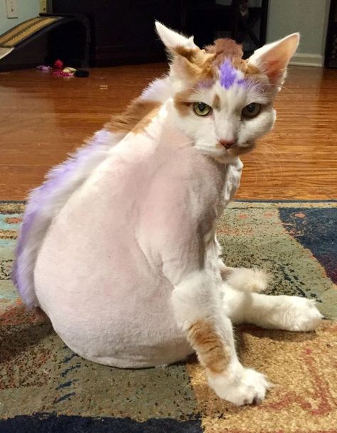 Shaved Cat, Cat Matching Pfp, Goofy Cat, Cat Doodles, Funny Cat Jokes, Funny Cat Faces, Warrior Cat Drawings, Cat Doodle, Cat Selfie