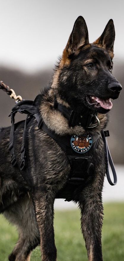 European German Shepherd, Eastern European Shepherd, German Shepherd Working Line, Shiloh Shepherd Dog, Rottweiler Pictures, Videos Of Dogs, Baby German Shepherds, K9 Police Dogs, Personal Protection Dog