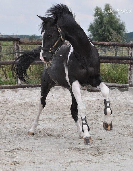 Selle Francais Person On A Horse Reference, Horse Poses Reference Photo, Person On Horse Reference, Horse Dynamic Pose, Horses Poses, Cool Horses, Horse Reference Photos, Black And White Horses, Horse Black And White