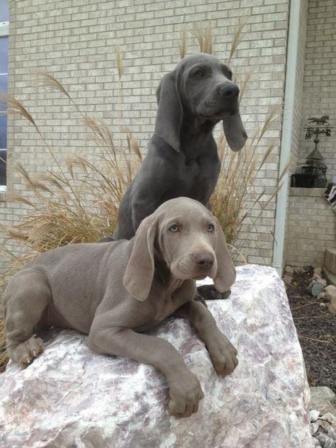 Weimaraner Puppies Weimaraner Puppies, Grey Ghost, Weimaraner Dogs, Decisions Decisions, Weimaraner, Hunting Dogs, Basset Hound, Doberman, Beautiful Dogs