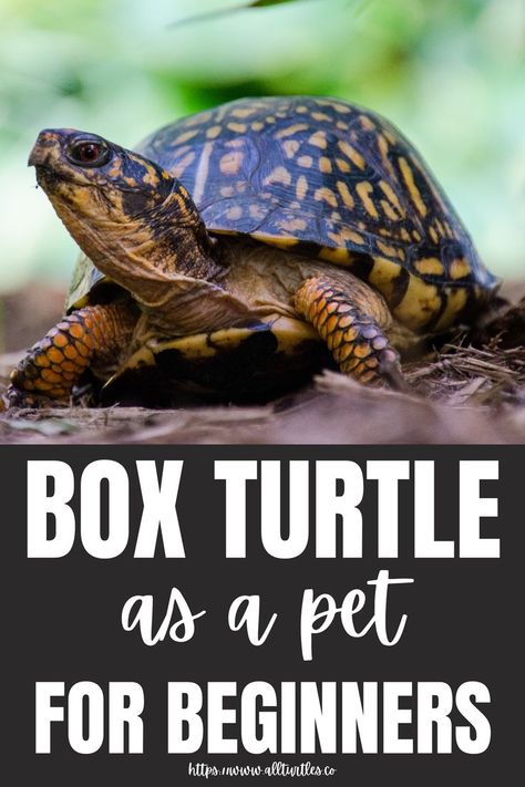 Box Turtle Care, Turtle As A Pet, Three Toed Box Turtle, Box Turtle Habitat Outdoor Diy, Indoor Box Turtle Habitat, Box Turtle Habitat Indoor Diy, Box Turtle Habitat Outdoor, Box Turtle Habitat Indoor, Box Turtle Food