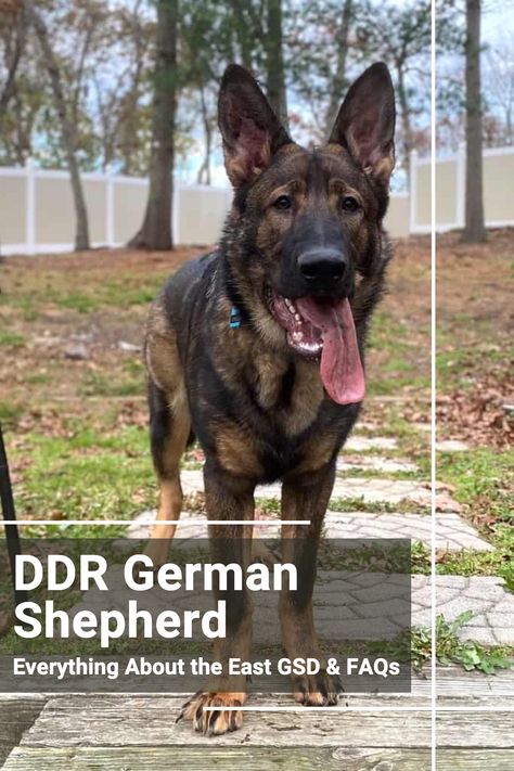 Discover their protective nature, exercise needs, and how to care for this powerful breed. #DDRGermanShepherd #DogBreed #DogsAndPuppies Ddr German Shepherd, Dog Tricks, Dog Hacks, Dog Tips, Dog Ideas, Shepherd Dogs, Dog Products, German Shepherds, Dog Health