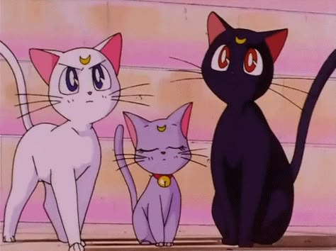 unrealistic expectations we have about cats from watching Sailor Moon Sailor Moon Names, Sailor Moon Original, Sailor Moon Cats, Moon Gif, Sailor Moon Cat, Luna And Artemis, Sailor Moon Luna, Filmy Vintage, Arte Sailor Moon