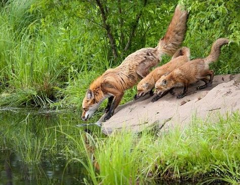 Fox Trickster, Fox Fishing, Baby Foxes, Cool Background, Red Foxes, Fantastic Fox, Fox Pictures, Pet Fox, Foxtrot