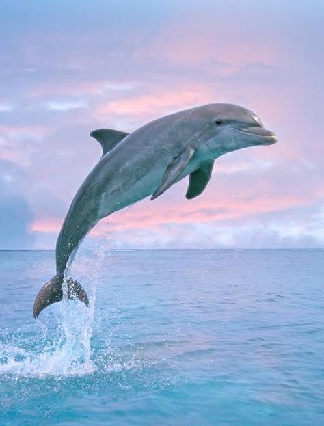 Jumping Dolphin, Dolphin Images, Dolphin Photos, Fauna Marina, Dolphin Art, Editorial Photos, Bottlenose Dolphin, Barn Painting, Nature Tour