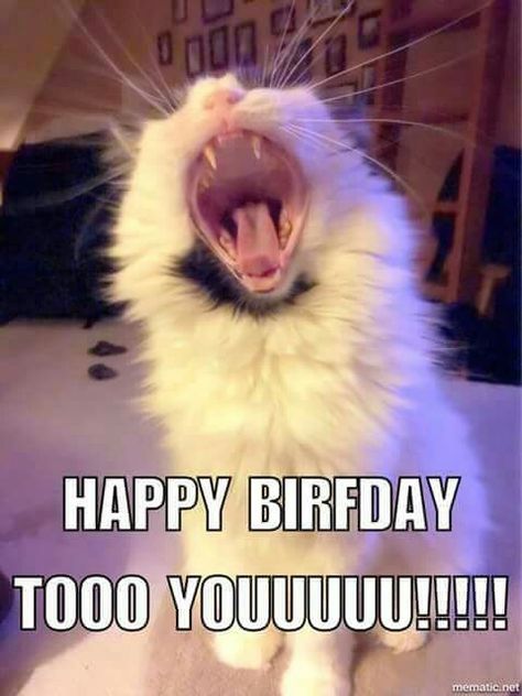 Cat Happy Birthday Wishes, Cat Birthday Funny, Birthday Kitty, Cake Happy Birthday, Happy Birthday Cat, Happy Birthday Best Friend Quotes, Birthday Cat, Happy Birthday Wishes Photos, Happy Birthday My Love