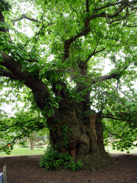 Sweet Chestnut Tree, Kew Gardens        The oldest tree in Kew Gardens, believed to have been planted in the early 18th century. Sweet Chestnut Tree, Chestnut Tree, Sweet Chestnut, Chestnut Trees, Giant Tree, Beautiful Trees, Magic Garden, Garden Aesthetic, Forest Path