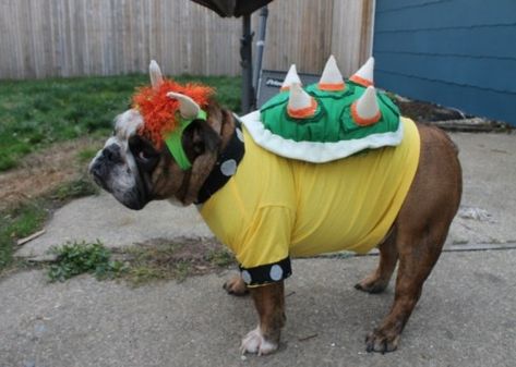 Bowser Halloween Costume, Costume Duos, Bowser Costume, Super Mario Costumes, Toad Costume, Mario Costume, 10 Animals, Diy Dog Costumes, Dog Halloween Costumes