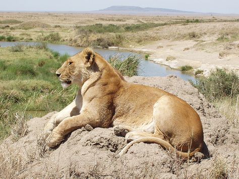 Lioness resting on termite mound in the Serengeti, Tanzania, Africa by jfarris, via Flickr Lioness Sitting, Termite Mound, Serengeti Tanzania, Lion Photography, Lions Photos, Tanzania Africa, Animal Reference, The Adventure Begins, Cat Reference