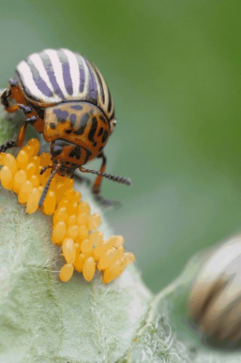 The Colorado Potato Beetle or potato bug is a garden pest you do not want in your home garden. These potato bugs will decimate your potato crop if left unchecked. If you have Colorado Potato Beetles on your potato plants, you will want to follow this advice to get rid of them as quickly as possible. #gardenchat #organicgardening #gardenpests #coloradopotatobeetle Colorado Beetle, Potato Beetle, Potato Bugs, Organic Gardening Pest Control, Organic Pest Control, Growing Fruit, Garden Pests, Gardening For Beginners, Beetles