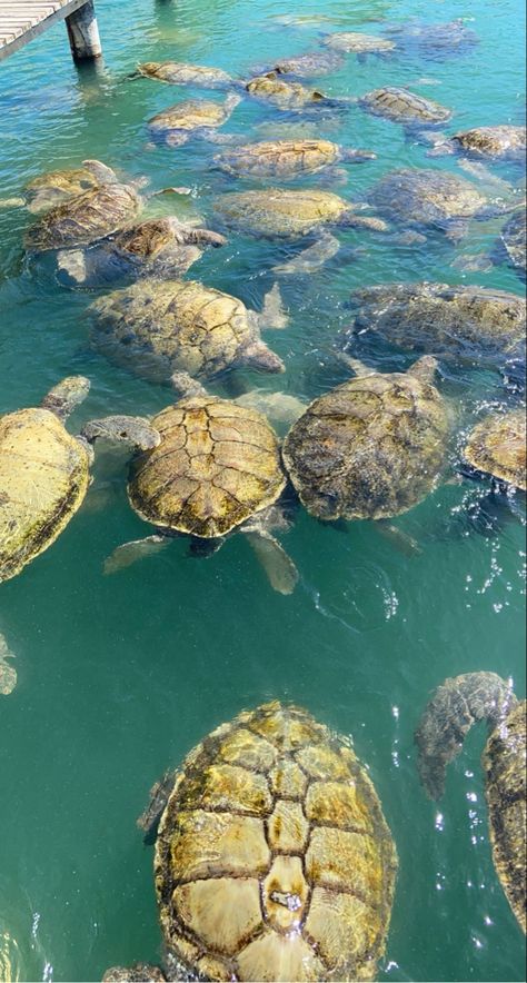 Turtle Center in the Cayman Islands ! Cayman Islands Aesthetic, Starfish Point Cayman Islands, Georgetown Cayman Islands, Cayman Islands Resorts, Grand Cayman Island Photography, Cayman Islands Flag, Grand Cayman Island Turtle Farm, Grand Cayman Island, Cayman Island